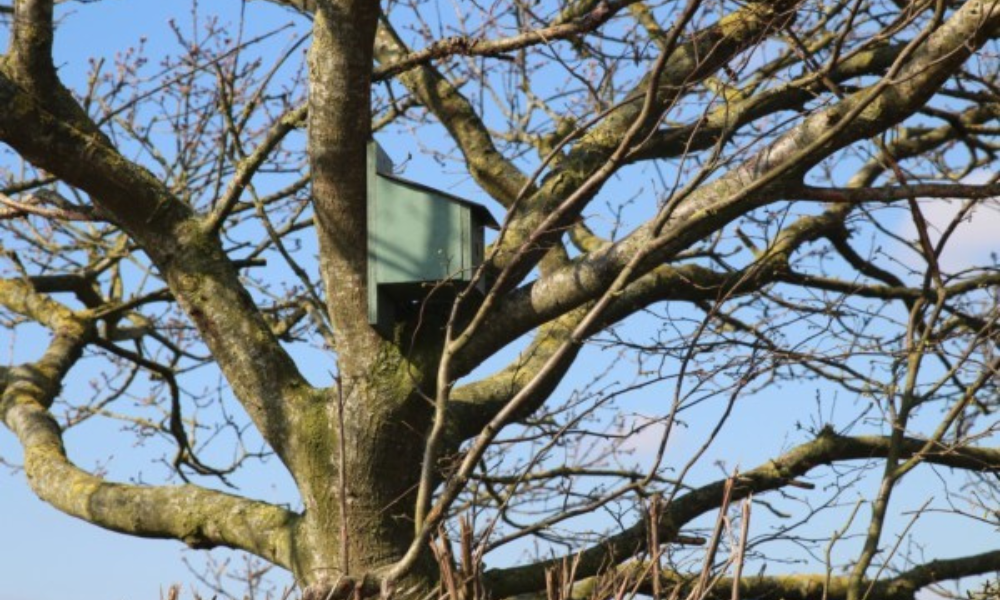 One of many Bird/ Owl Boxes