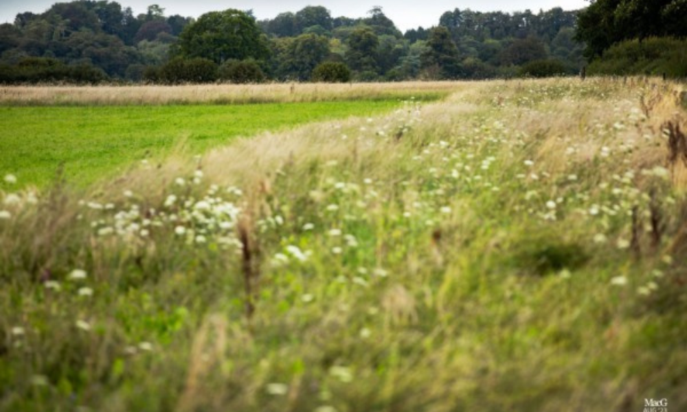 9-metre wildlife margin