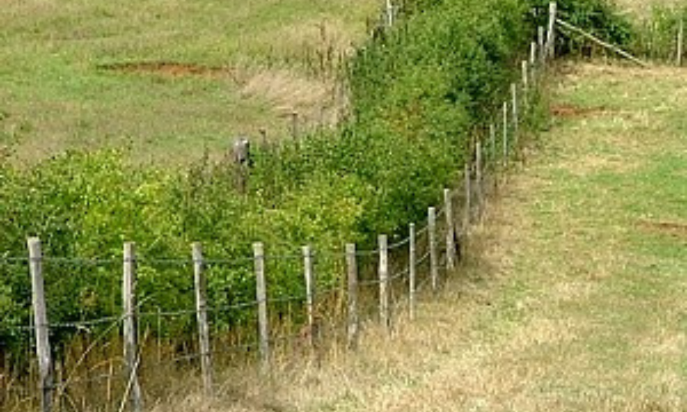 Establishing New Hedge
