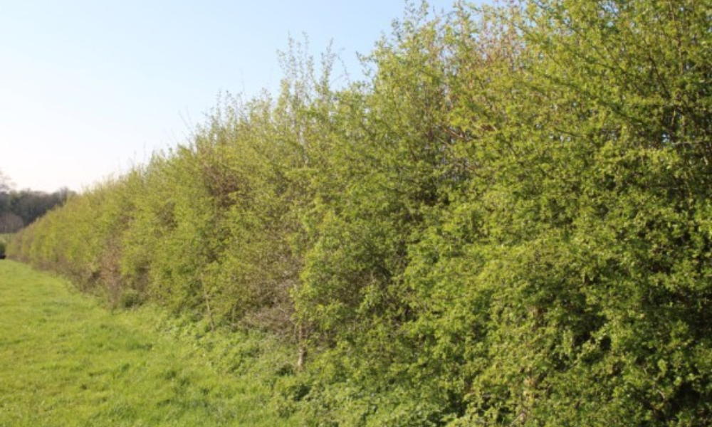 Established New Hedge